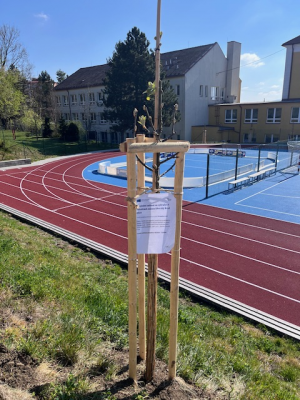 Doplnění zeleně ve vybraných lokalitách města Uherský Brod