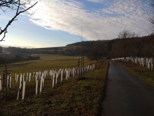 Návrh krajinné zeleně v lokalitě Zákřov - záměr č.  263