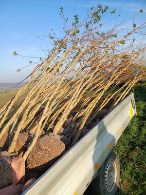 Vegetační prvky v krajině dle KPÚ v k.ú. Uherský Brod, Újezdec u Luhačovic a Maršov