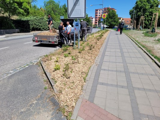Projekt pěstebních opatření pro stromy na parcelách Města Uherský Brod