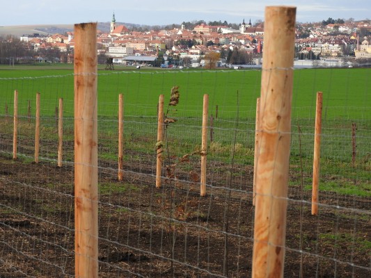 Krajinný prvek - větrolam Králov