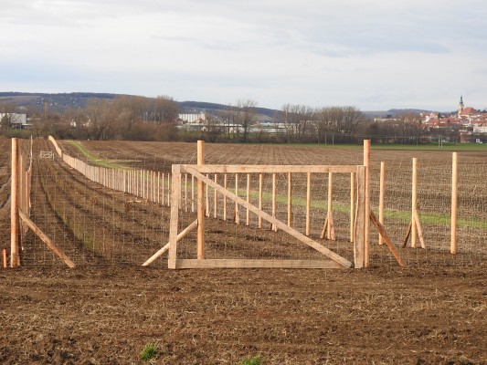 Krajinný prvek - větrolam Králov