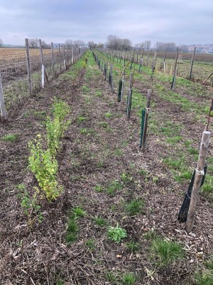 Krajinný prvek - větrolam Králov